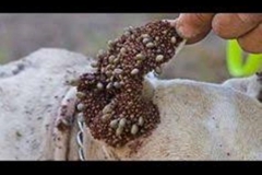 Trypophobic Mangoworms
