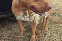 Trypophobic Dog