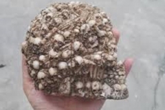 Trypophobic Skull 1