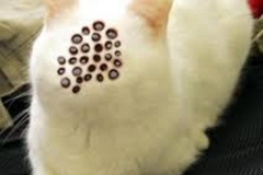 Trypophobic Cat