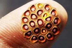 Trypophobic Finger