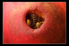 Trypophobic Wasps