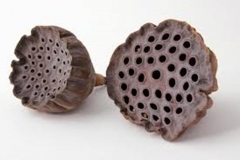 Dried Trypophobic Lotus Pod 5
