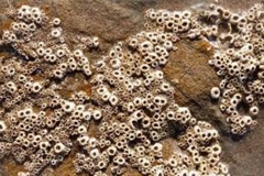 Trypophobia Coral 6