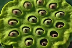 Trypophobic Lotus Pod 4