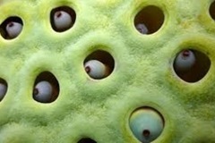 Trypophobic Lotus Pod 5