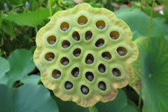 Trypophobic Lotus Pod 6