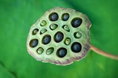 Trypophobic Lotus Pod 7