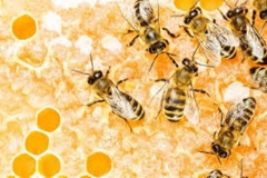 Trypophobia Bees