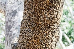 Trypophobia Tree