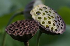 Dried Trypophobic Lotus Pod 6