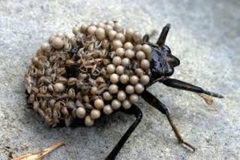 Trypophobia Waterbug