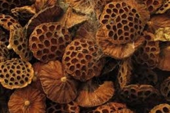 Dried Trypophobic Lotus Pod 7