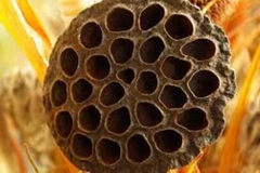Dried Trypophobic Lotus Pod 8