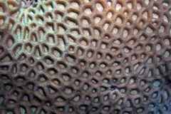 Trypophobia Coral 7