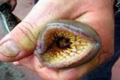 Trypophobic Lamprey