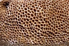 Trypophobia Holes