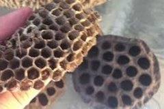 Trypophobia Structure