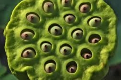 Trypophobic Pod 1