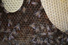 Trypophobia Beehives