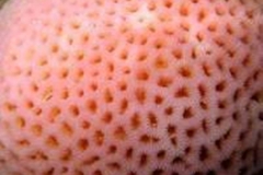Trypophobia Coral 4