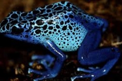 Trypophobic Frog