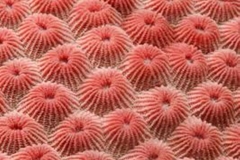 Trypophobia Coral 5