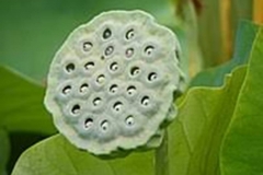 Trypophobic Lotus Pod 8
