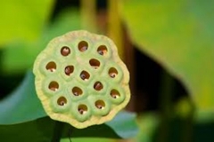 Trypophobic Pod 2