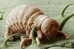 Trypophobia Nymph