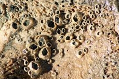 Trypophobia Rocks