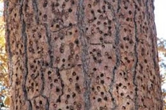 Trypophobic Bark