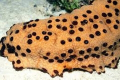 Trypophobic Sea Cucumber