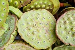 Trypophobic Lotus Pod 1