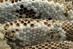 Trypophobic Bee's Nest