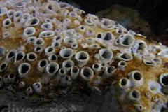 Trypophobia Coral 1