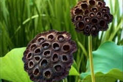 Dried Trypophobic Lotus Pod 2