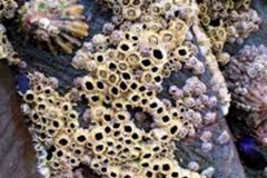 Trypophobia Coral 2