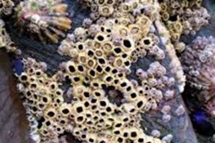 Trypophobia Coral 2