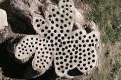 Trypophobic Stump