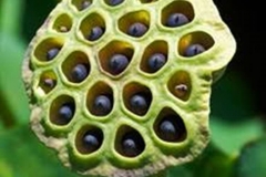 Trypophobic Lotus Pod 2