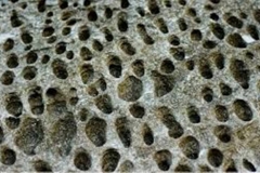 Trypophobic Bubble Formation