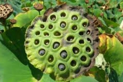 Trypophobic Lotus Pod 3
