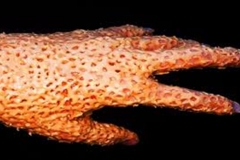Hand of Trypophobia